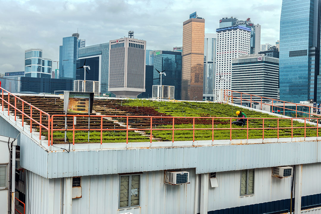 Green roof top - Image of a 'living roof' in the city.