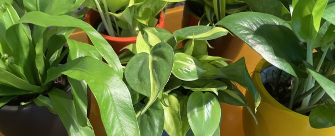 5 best plants