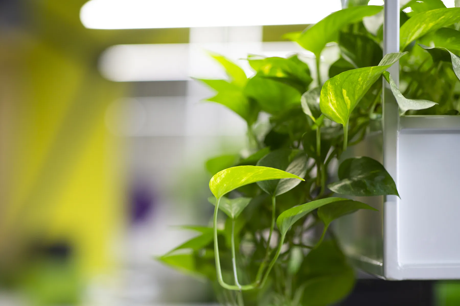 A close-up of a neon pothos plant thriving indoors, illustrating the natural air-purifying qualities of indoor greenery.