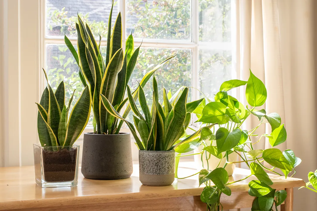 Plants absorb harmful toxins and return clean oxygen to your environment.