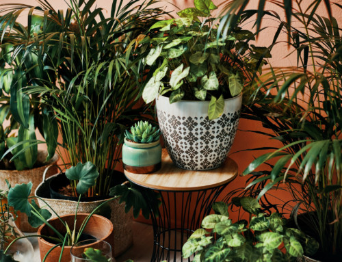 Indoor Plants Help You Connect to Nature This Summer in Arizona