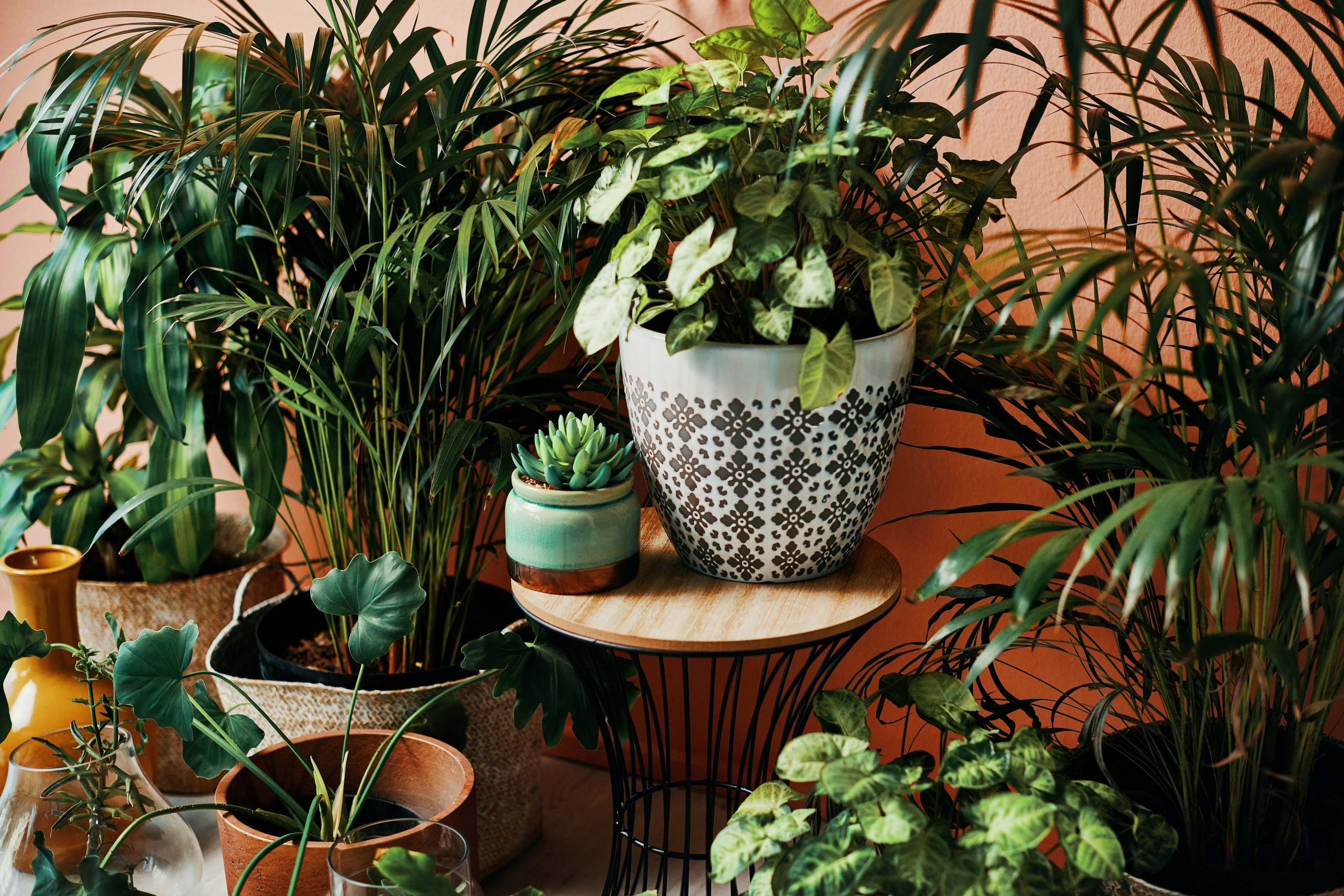 indoor plants-connect-to-nature