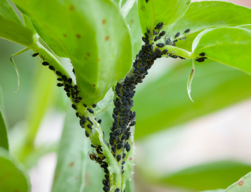 Naturally protect your indoor plants from summer pests
