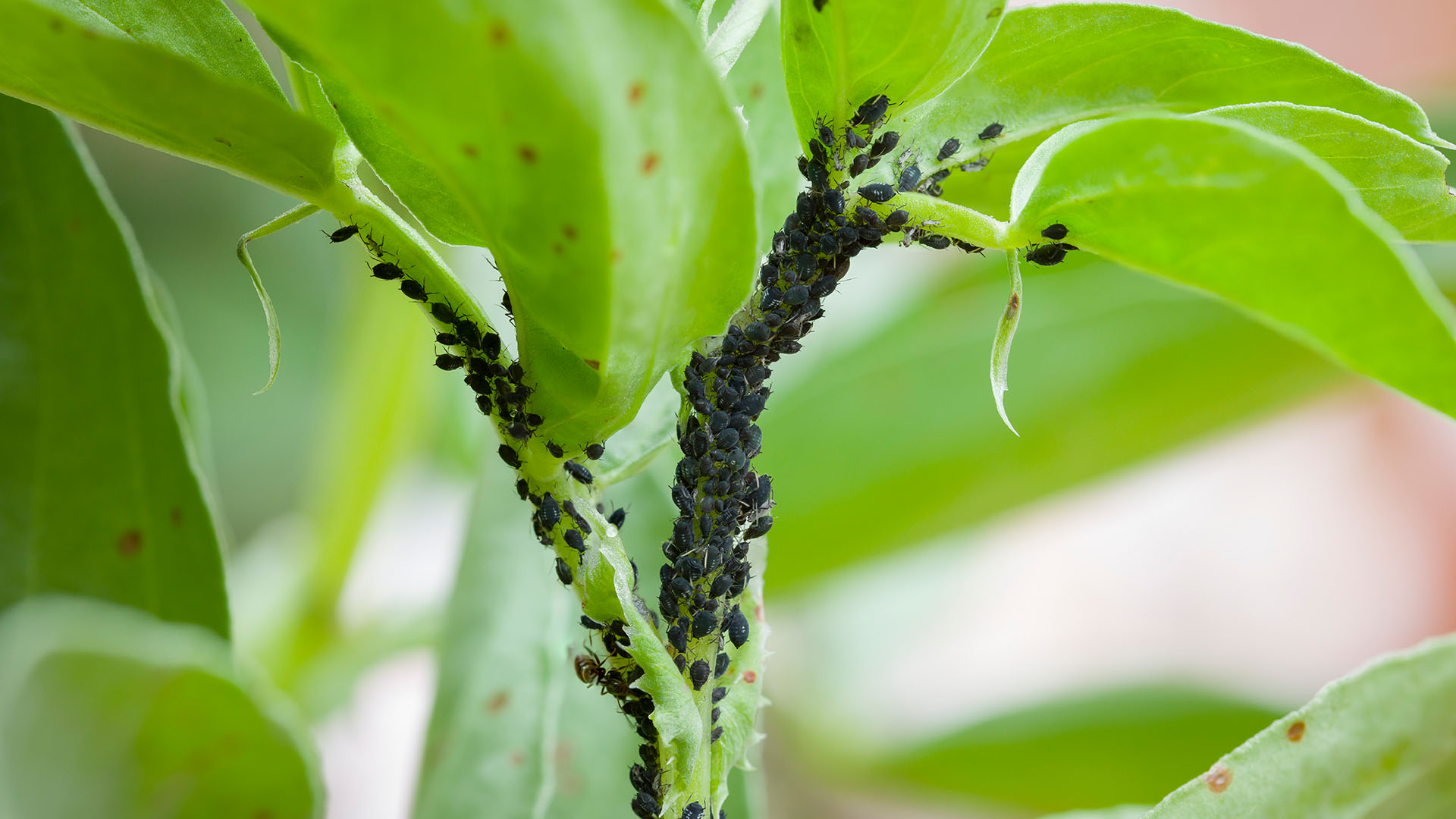 Photo of pests. Insects swarm a house plant.