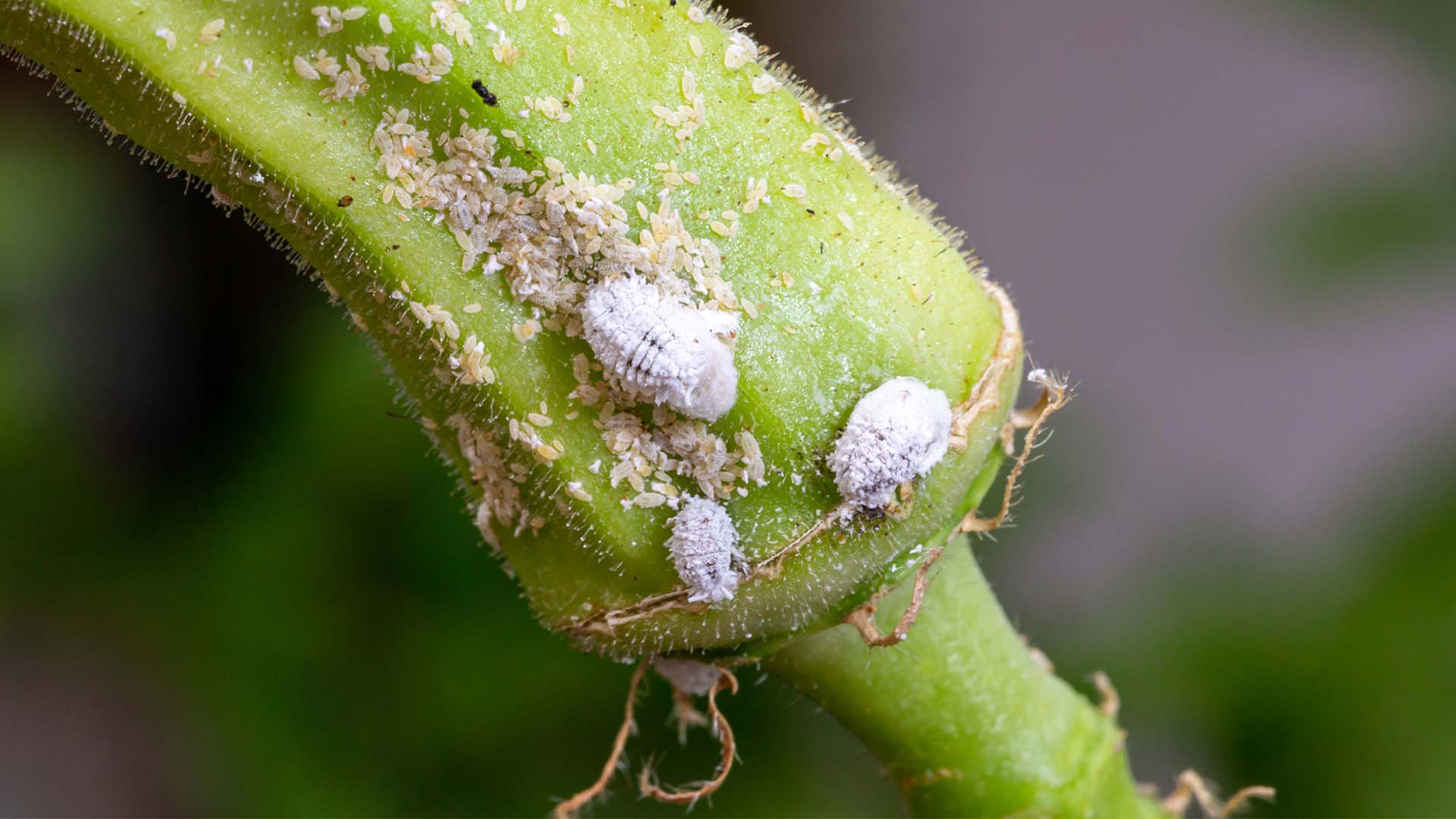 Close-up photo of pests. Mealybugs swarming an flower bud.