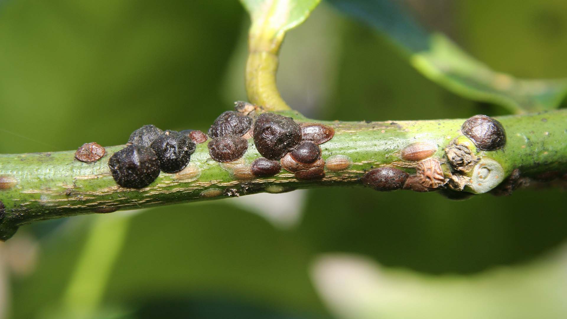 Photo of a pests. Swarm of scale on a flower's stem.
