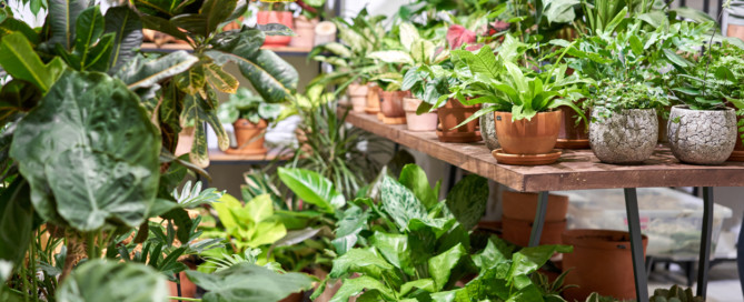 low-light-indoor-plants