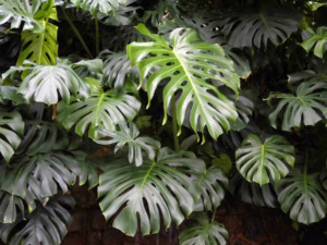 The Monstera Deliciosa is an easy low light plant to take care of.