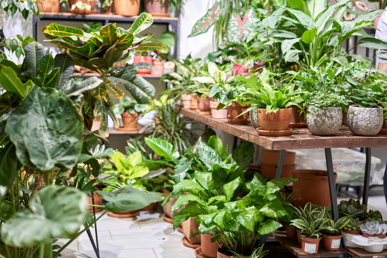Top 5 Low Light Indoor Plants