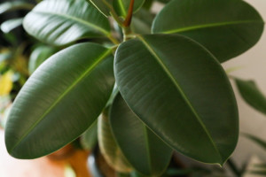 Low light indoor plant: the Rubber Plant