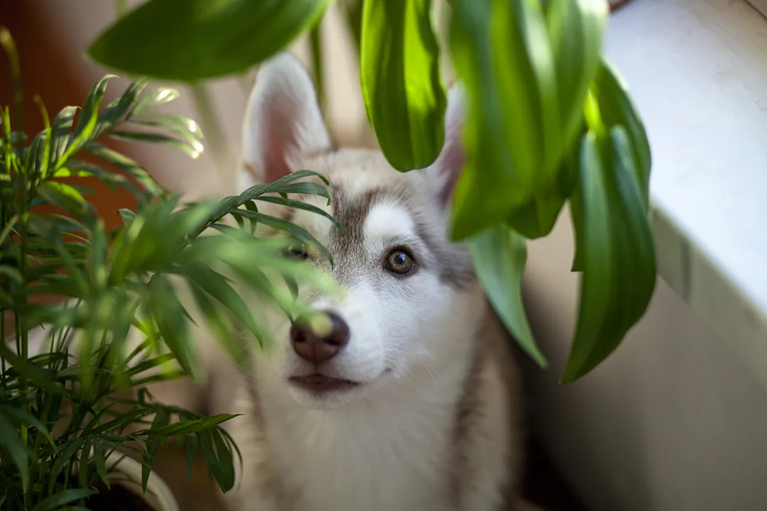 Pet-friendly indoor plants bring life to your workspace while keeping your pets safe