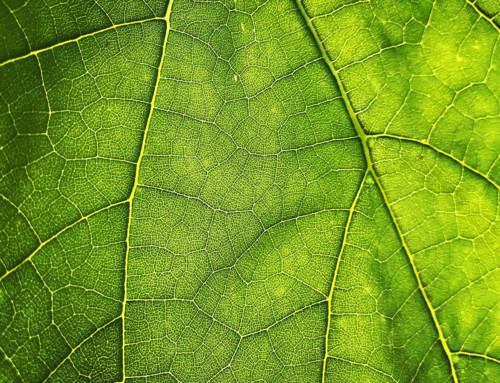 Light, Water and Air: The Science Behind Plants