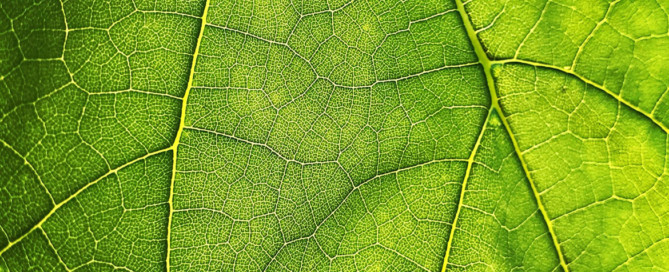 Light, Water and Air: The Science Behind Plants