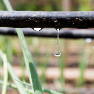 Irrigation systems by Plant Solutions help save water.