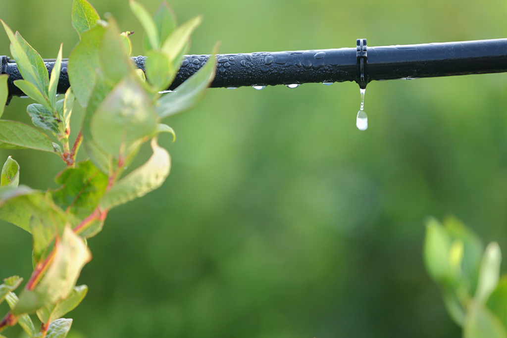 Drip irrigation is one of the ways Plant Solutions maintain plant wall health.