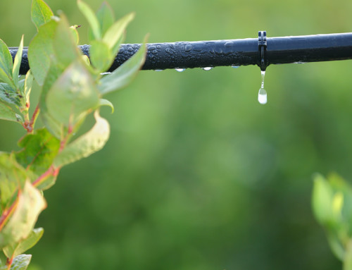 The Upkeep of Plant Walls: Plant Solutions’ Irrigation Solution