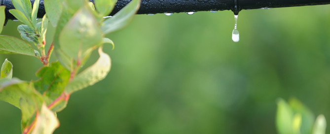 Drip irrigation is one of the ways Plant Solutions maintain plant wall health.
