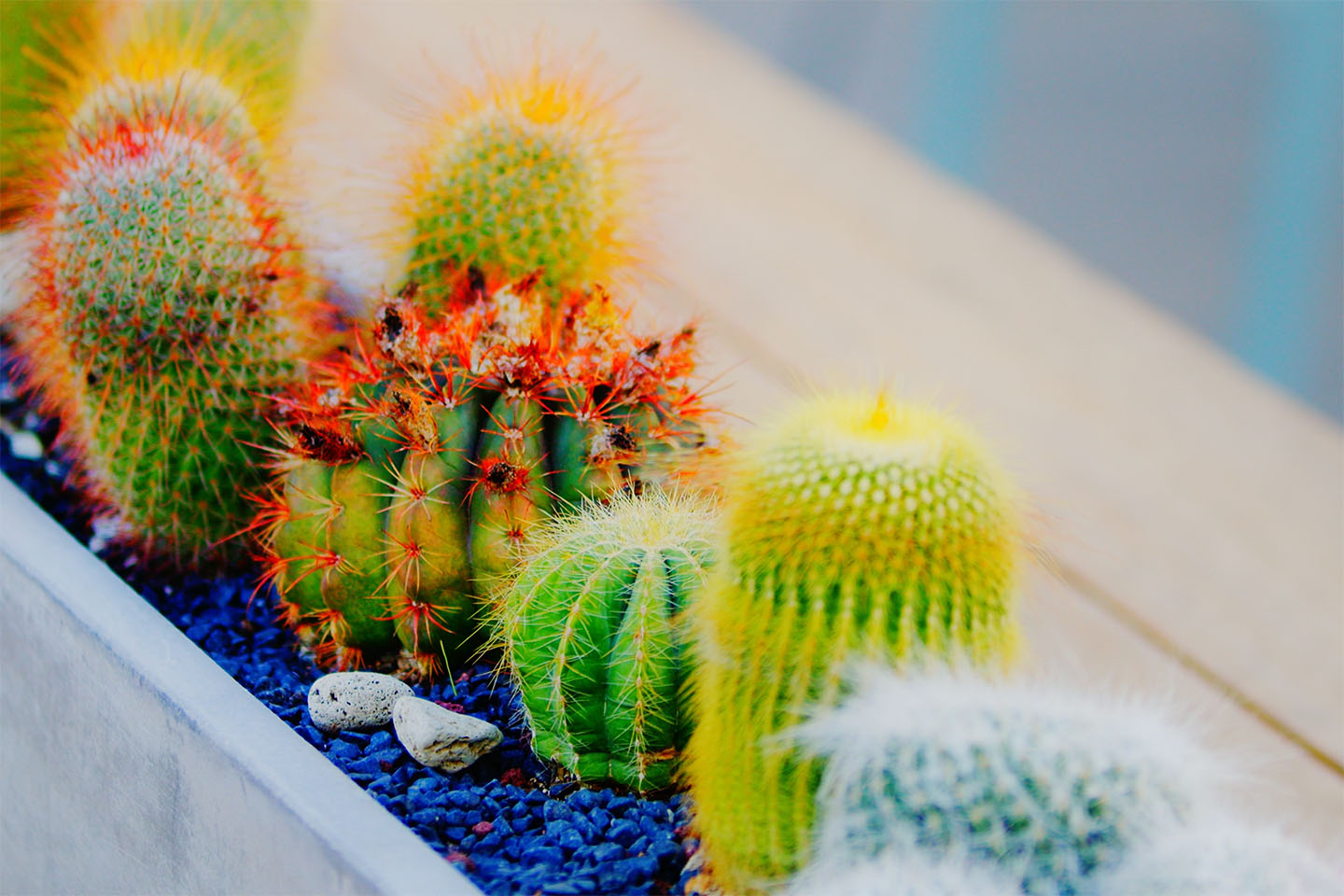 patioscape cactus gilbert