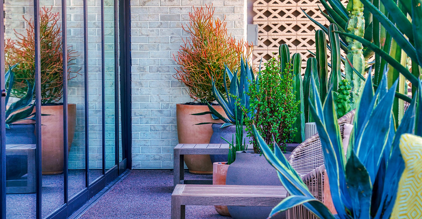 Patio And Terrace Plant Design and Installation