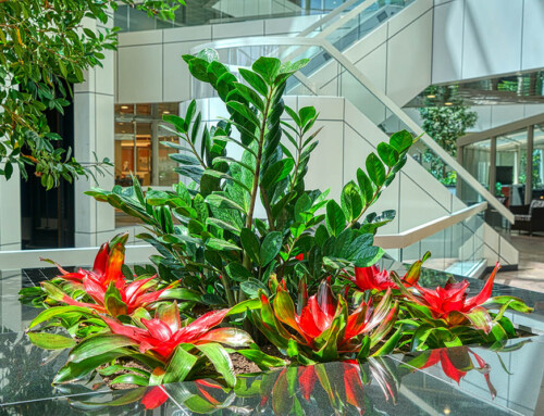 Pop of Color: Plant Designs don’t have to be just green