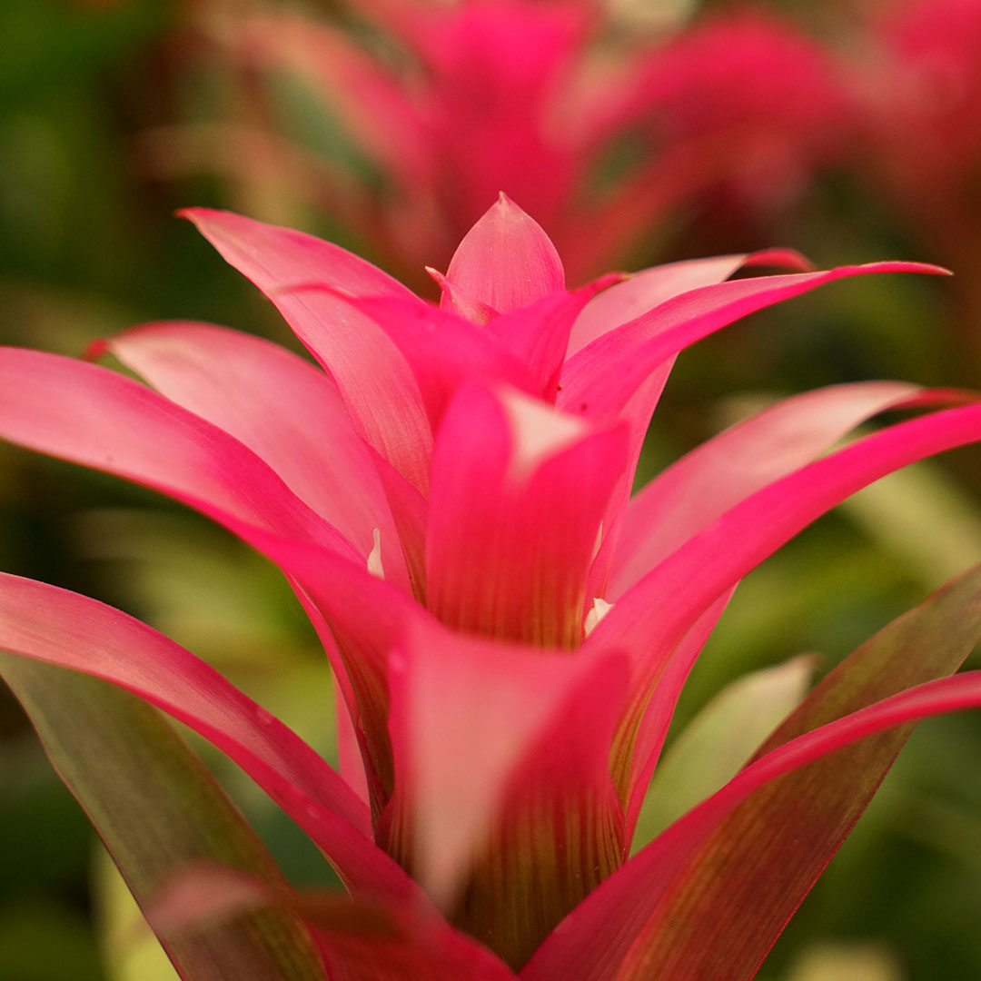 Patioscape Perfection How Plant Experts Can Help Transform Your