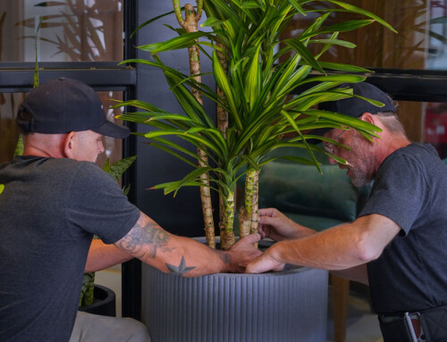 What Are Plant Rentals?