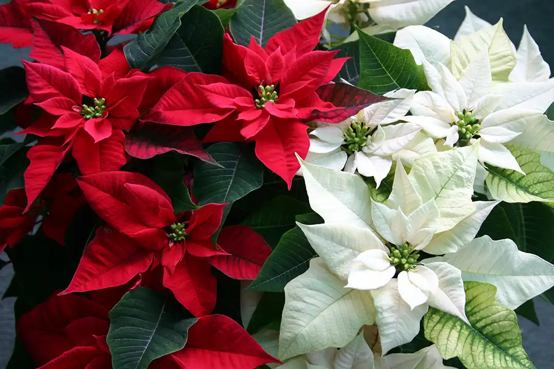 Poinsettias are a good indoor plant to give as a gift. 