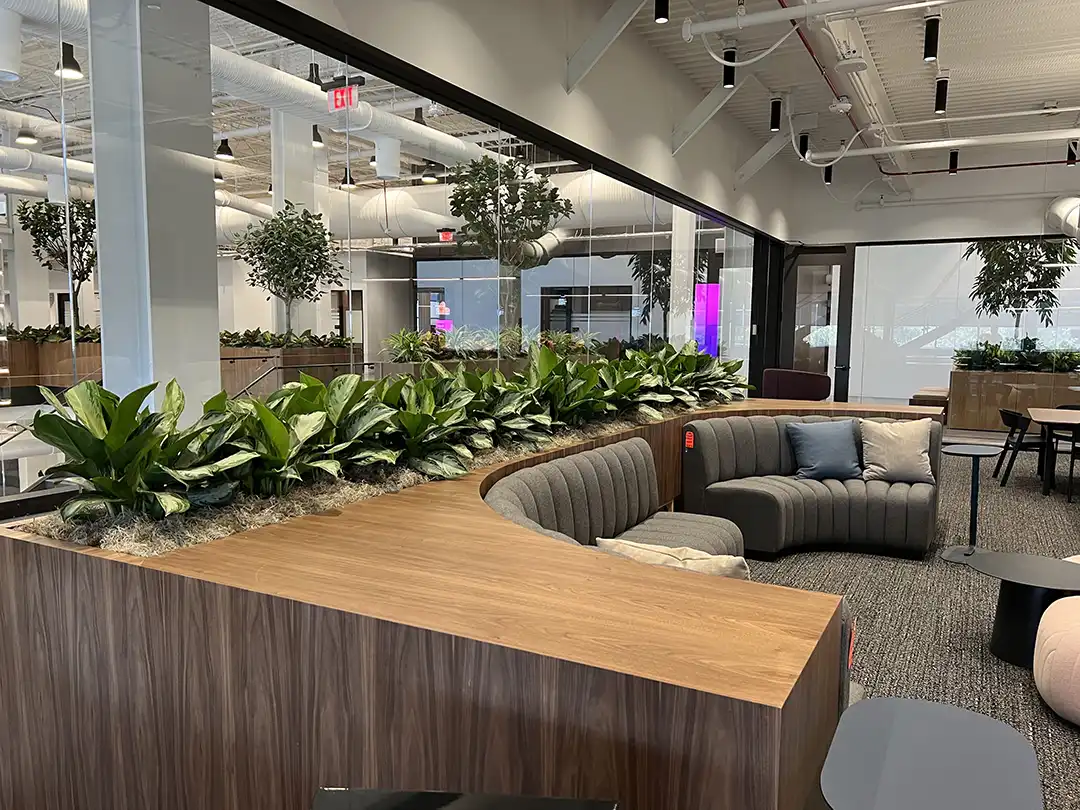 Office Plants in Phoenix, AZ - Project: Insight | Location: Chandler, AZ