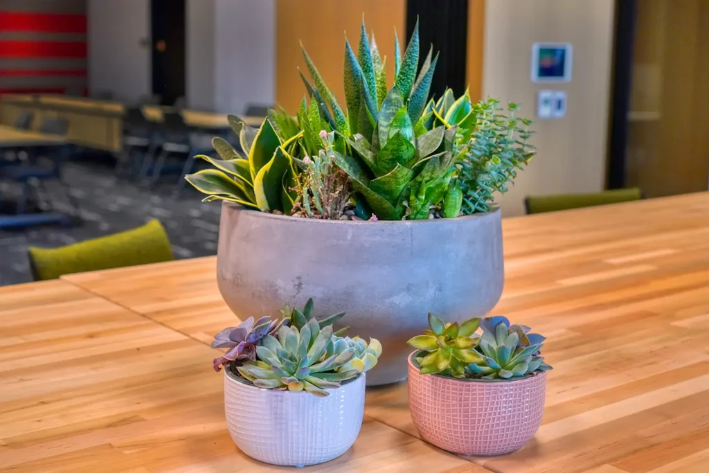 Desk Plants Clayco Phoenix AZ
