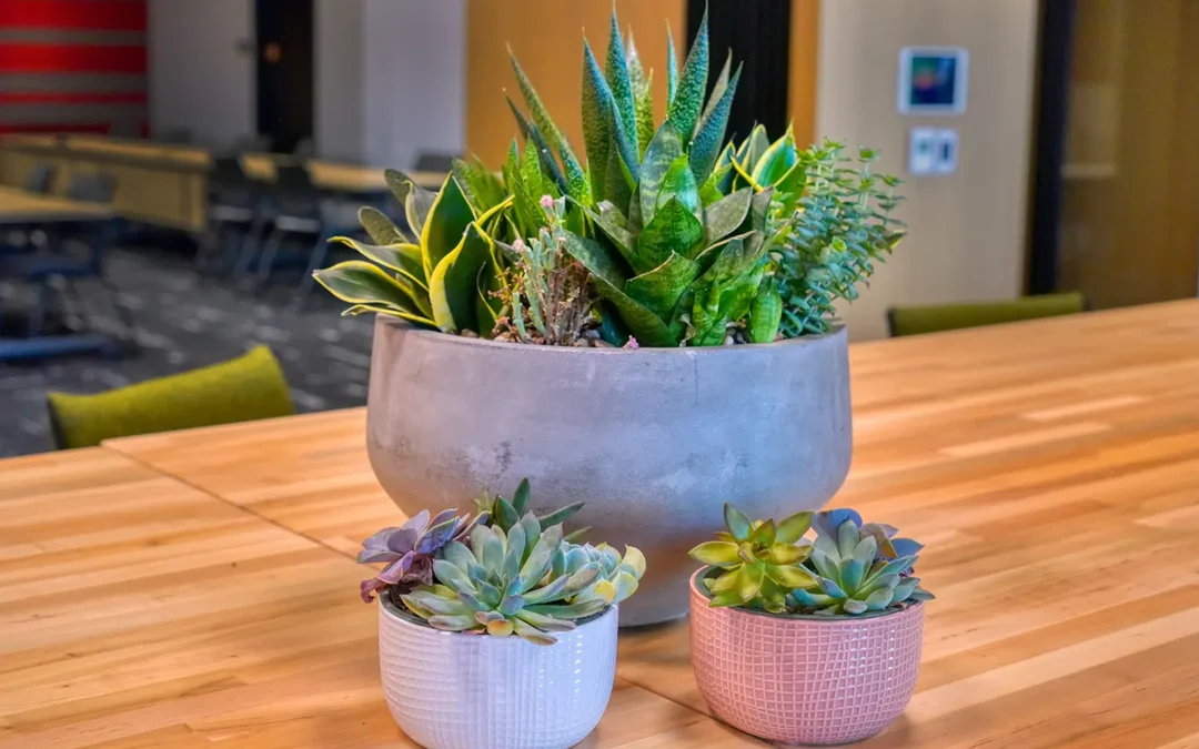 The Ultimate Guide to Desk Plants by Plant Solutions