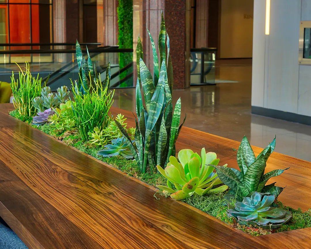 Desk installation, Succulents Renaissance Phoenix AZ
