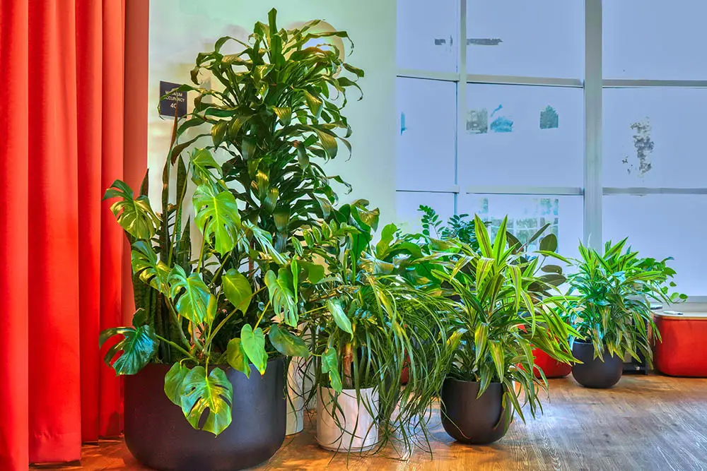 Indoor Plants monstera deliciosa Tia Scottsdale AZ