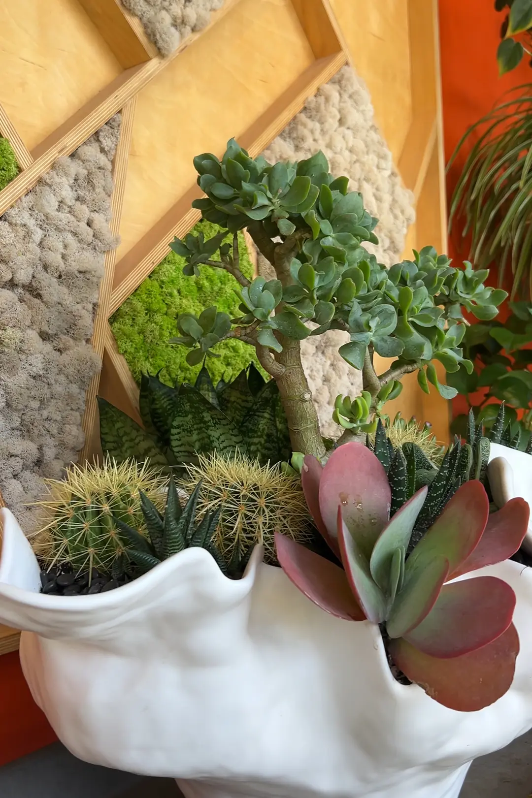 Plant Solutions Cactus and Succulent arrangment
