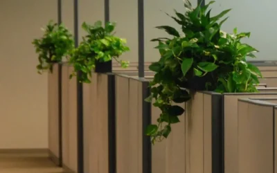 7 Best Indoor Plants for Phoenix: Expert Help Choosing the Best Desk Plant