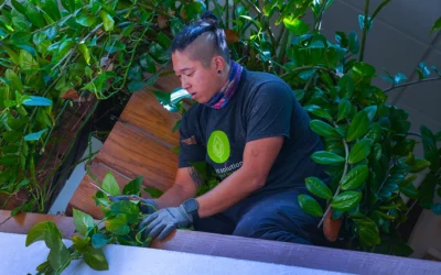 Beyond plant watering service: Why professional plant care is essential for a thriving office environment