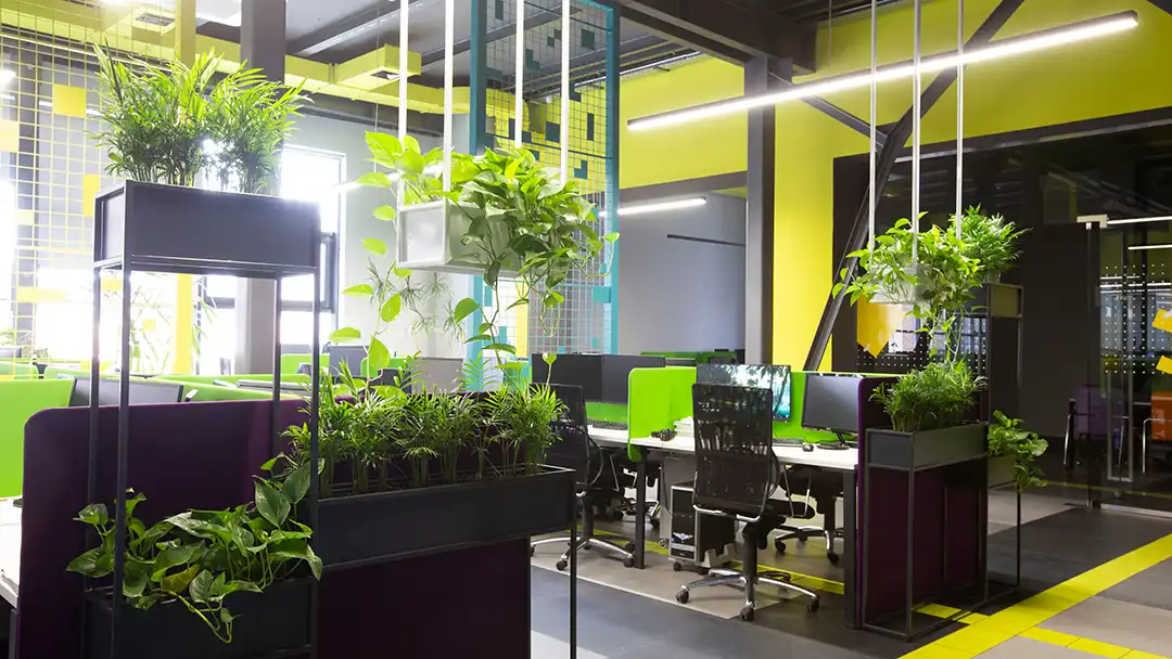 Enhanced office aesthetics with plant rental solution