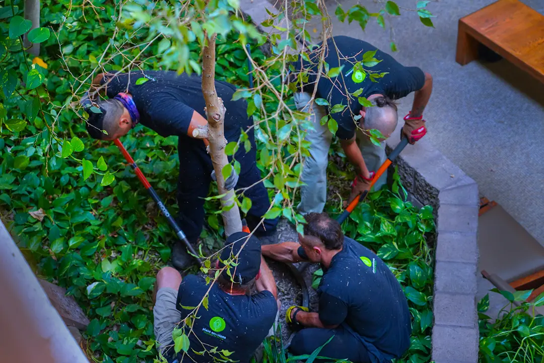 Phoenix Plant Maintenance, Plant Solutions Atrium Maintenance, Alma School Corporate Center, Mesa AZ