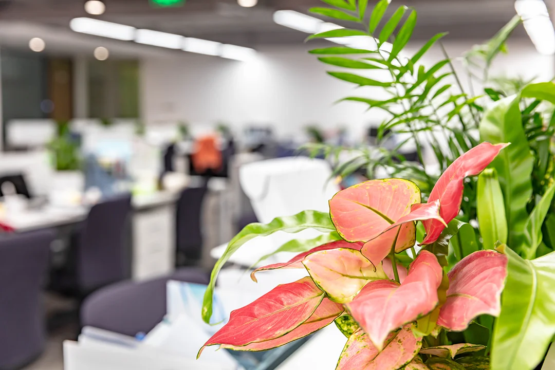 Biophilic design connects your space with nature.