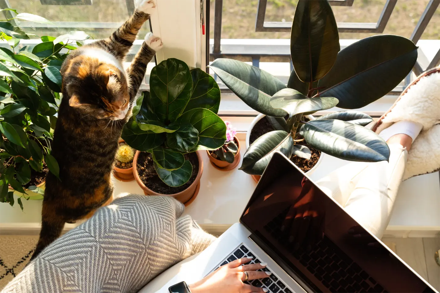 Enhance your workspace and reduce noise naturally with lush indoor plants.