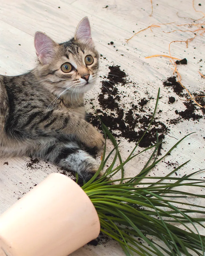 Pet-safe indoor plants like spider plants can thrive in any space, bringing a fresh and vibrant feel.