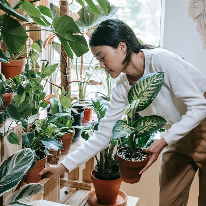 Large, broad-leafed plants like Monstera absorb sound for a tranquil office.