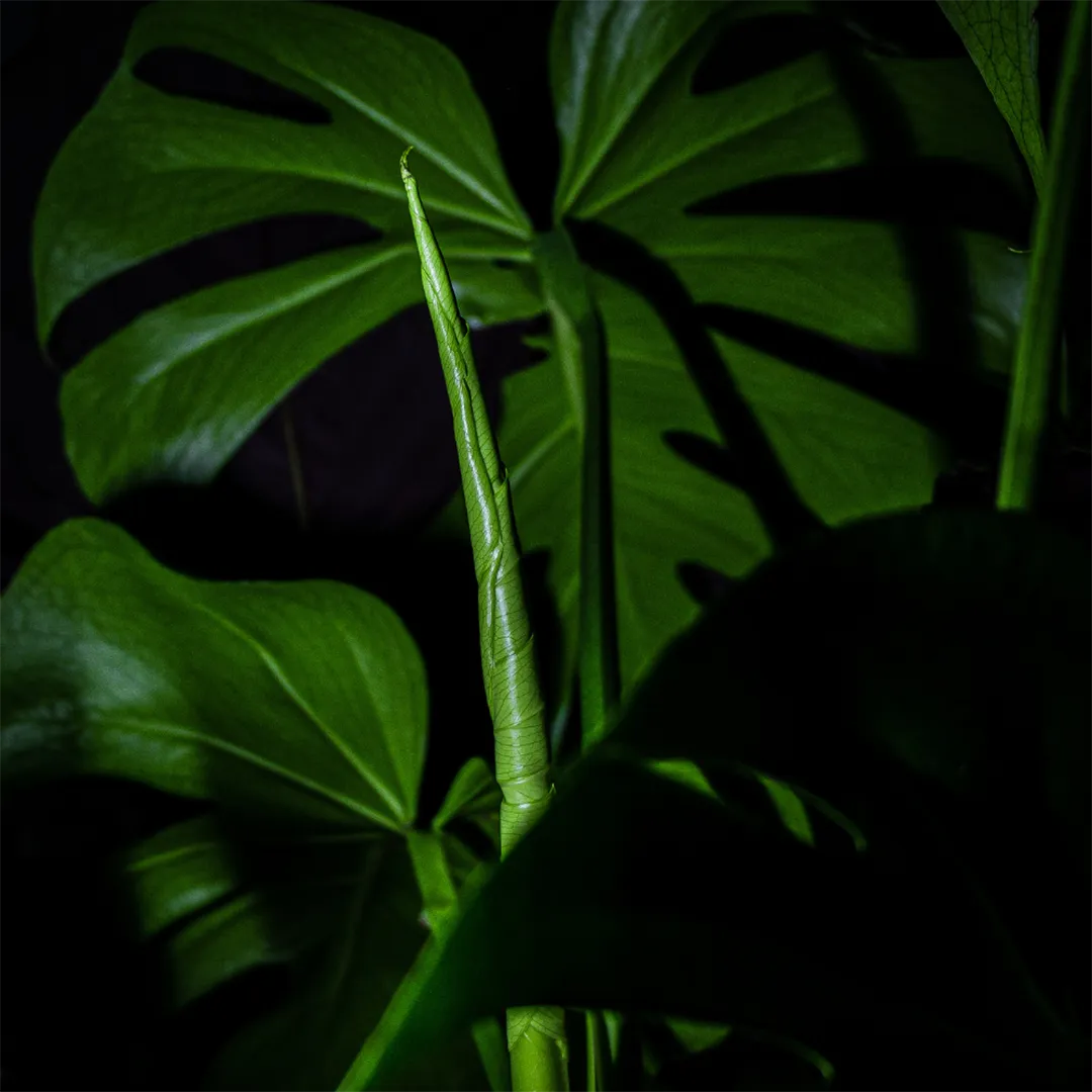 Artificial plants in dark spaces ideal for low-light rooms.