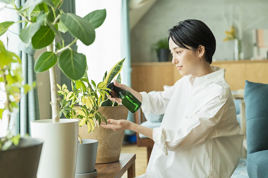 Indoor houseplants in various pots placed near a sunny windowsill, perfect for new plant parents.