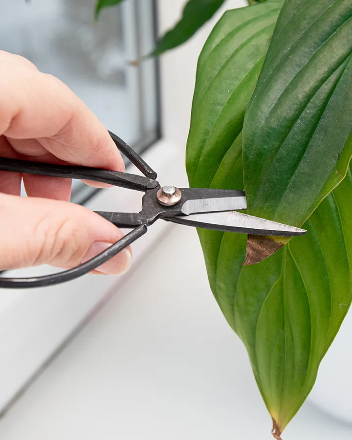 Person pruning dead leaves from a houseplant with pruning scissors, demonstrating proper plant maintenance.