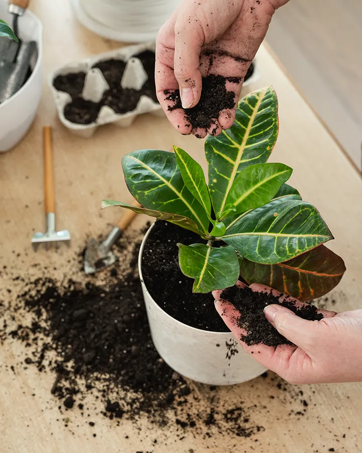 Selection of colorful pots with drainage holes, ideal for healthy houseplant growth.