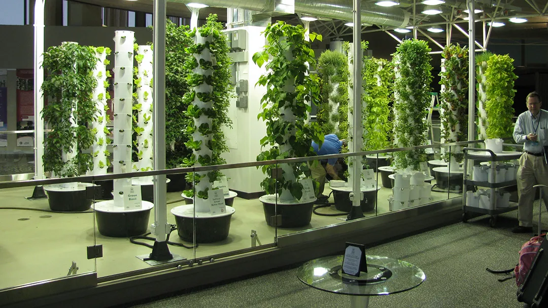 An aeroponic garden at O'Hare Airport featuring rows of plants growing in vertical towers, showcasing a sustainable, soil-free farming method used to supply fresh ingredients to airport restaurants.