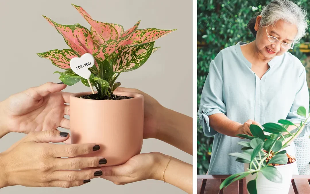 Roses are overrated: indoor plants for your Valentine