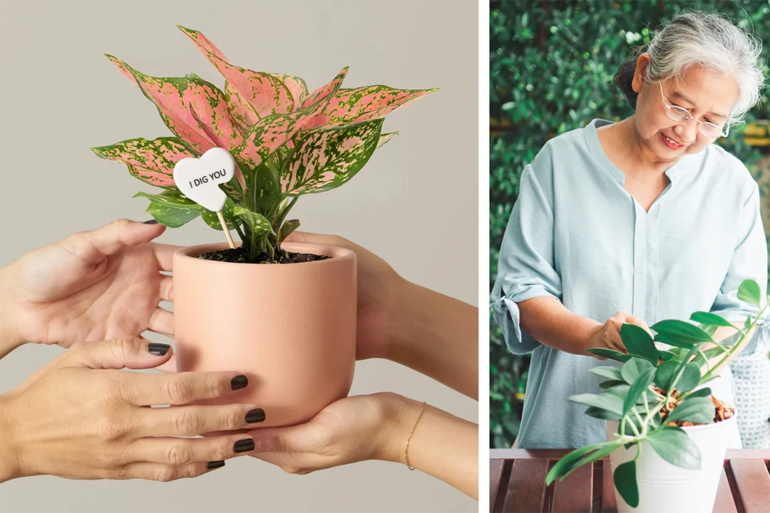 Giving indoor plants also gives fresh air, connection to nature, and peace of mind.