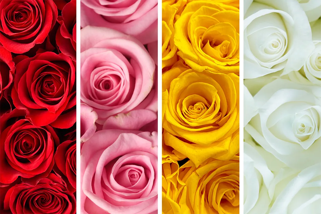 Roses have been an iconic indoor plant for centuries; each color has a different meaning.