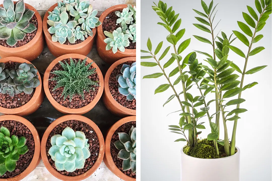 Indoor plants like ZZs and succulents can be gifted to friends and colleagues.